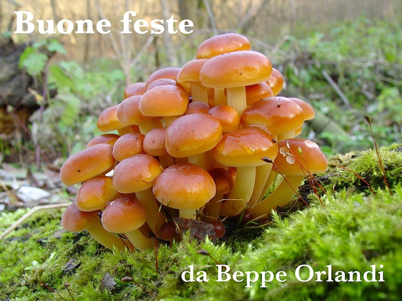 Buone Feste